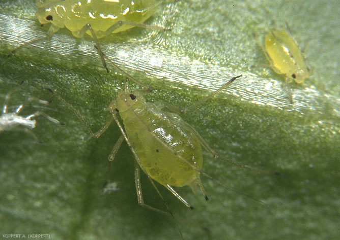 Différents stades aptères d'<i>Aulacorthum solani</i>.