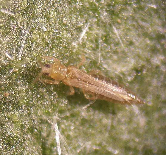 Thrips-symptômes3