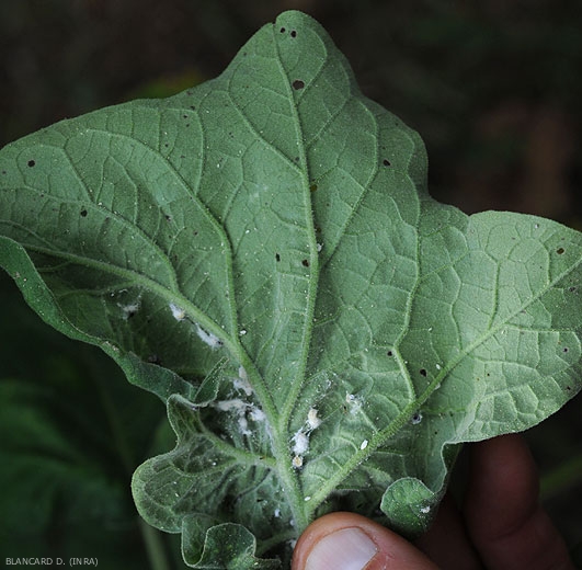Cochenilles sur une feuille d'aubergine.