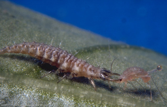 Larve prédatrice de <i>Chrysoperla carnea</i> attaquant un puceron.