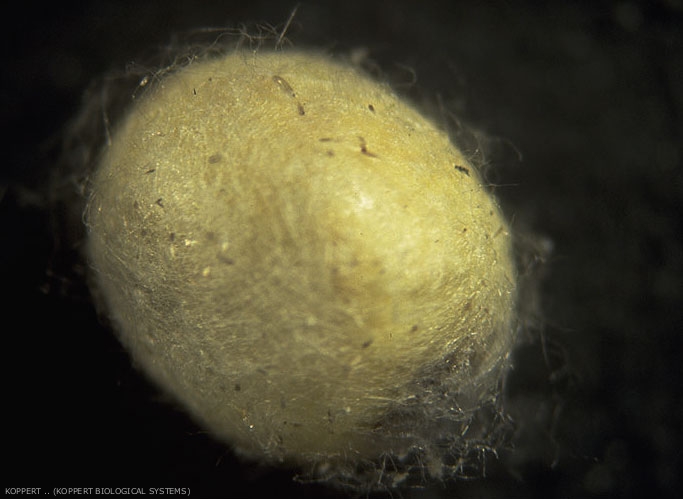 Cocon de <i>Chrysoperla carnea</i> contenant la nymphe.