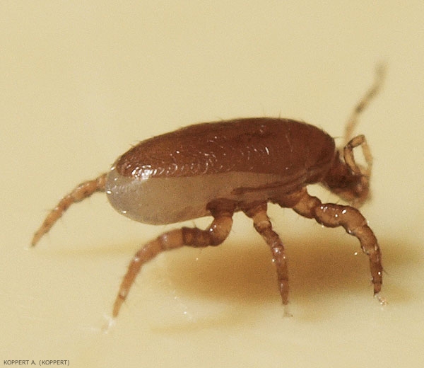 Macrocheles robustulus adulte