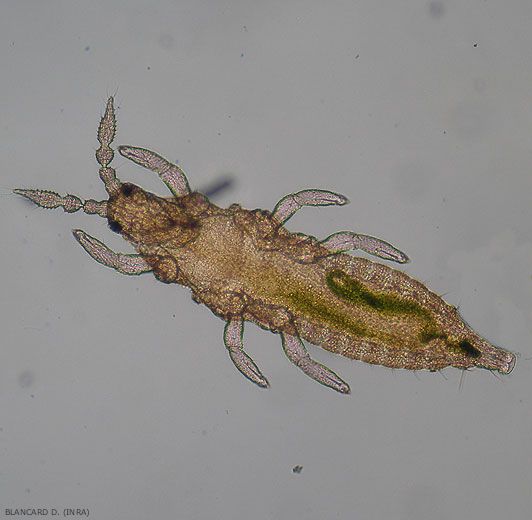 Thrips-courgette