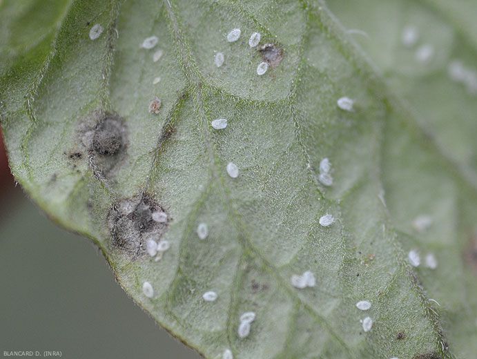 Aleurodes-pupes