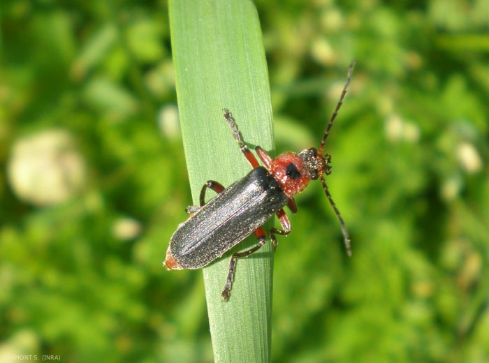 <i>Cantharis rustica</i> est un coléoptère de la famille des Cantharidae, prédateur polyphage de petits arthropodes et chenilles. <b>Lutte biologique<b>