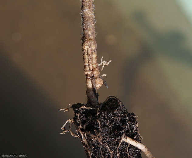 Une larve de taupin a rongé partiellement le cortex du collet de ce jeune plant de tomate. <i>Agriotes </i> sp.