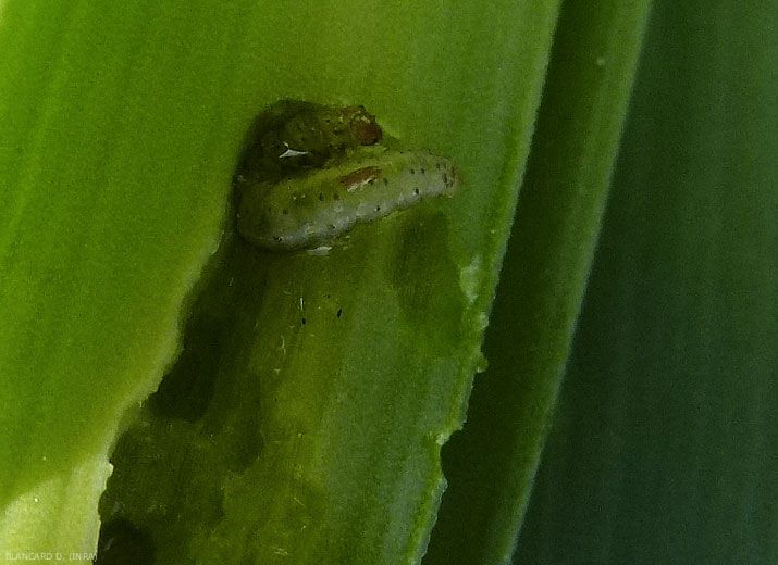 Acrolepiopsis-assectella5