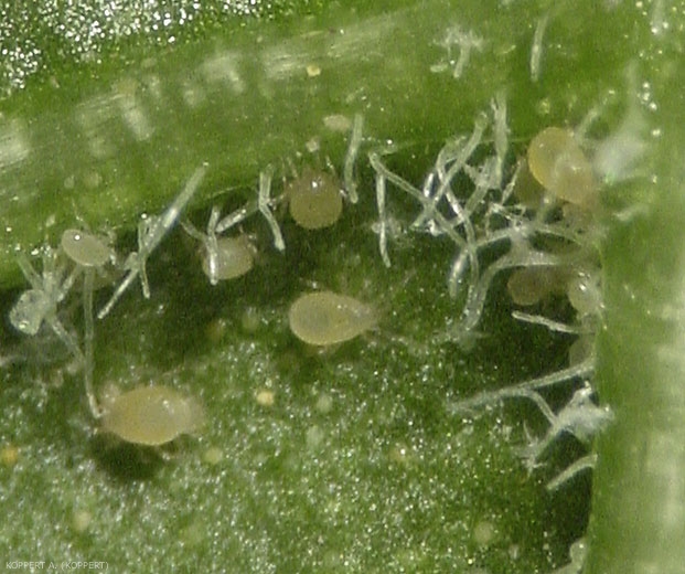 Acariens prédateurs <i>Amblyseius swirskii</i>.