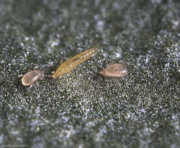 Deux acariens prédateurs <i>Amblyseius swirskii</i> se préparant à attaquer une larve de thrips (au centre).