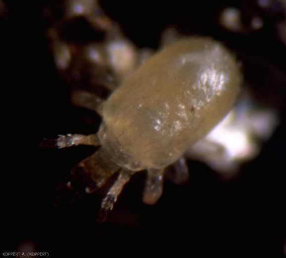 Adulte de l'acarien prédateur <i>Hypoaspis miles</i>.