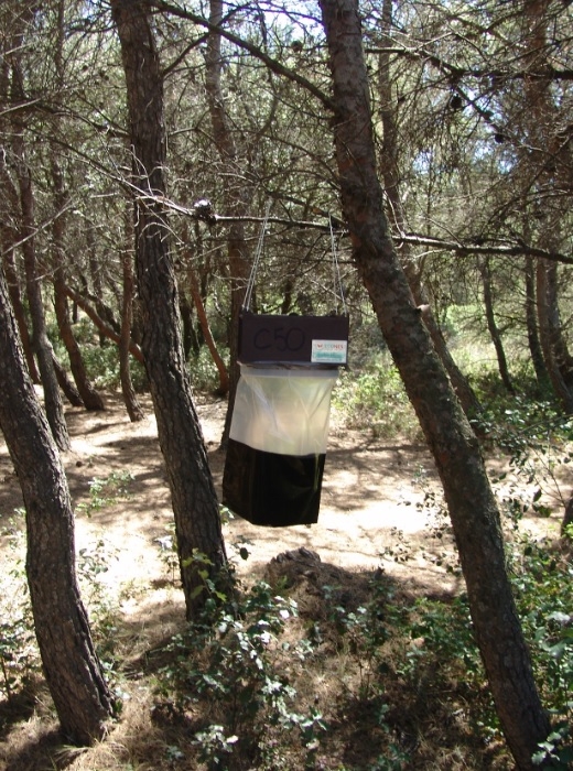 Piège à phéromone de type "Trampa G".
Avantages : bonne efficacité de capture.
Inconvénients : le sachet est souvent déchiré par des prédateurs d'où une réduction d'efficacité.
Conseils : le sachet plastique doit être remplacé par un sachet en polypropylène (à demander au fournisseur) pour pallier au problème de prédation, le piège est réutilisable en l'état si le nettoyage du sachet polypropylène est effectué.