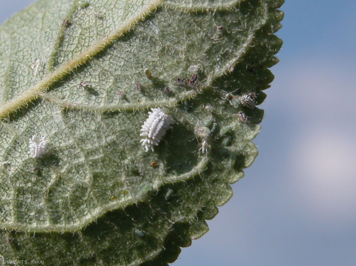 Les larves cotonneuses de <i>Scymnus</i> sont aussi des consommatrices de pucerons. <b>Lutte biologique</b>