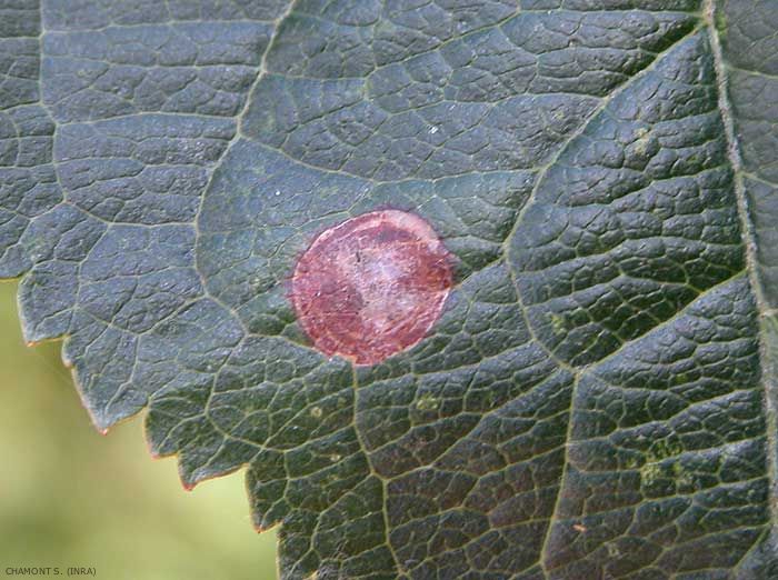 Dégâts de <i>Leucoptera malifoliella</i> sur feuilles de pommier. <b>Mineuse cerclée</b> (ribbed apple leaf miner)