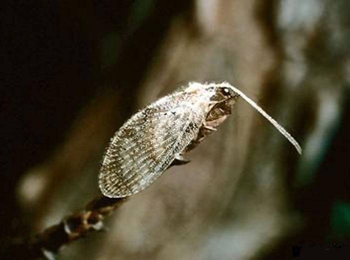 Adulte d'<i>Hemerobius stigma</i>. Source IPM
