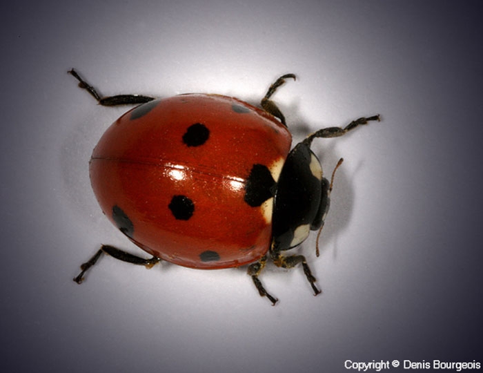 Adulte de <i>Coccinella septempunctata</i>. Photo de Denis Bourgeois.
