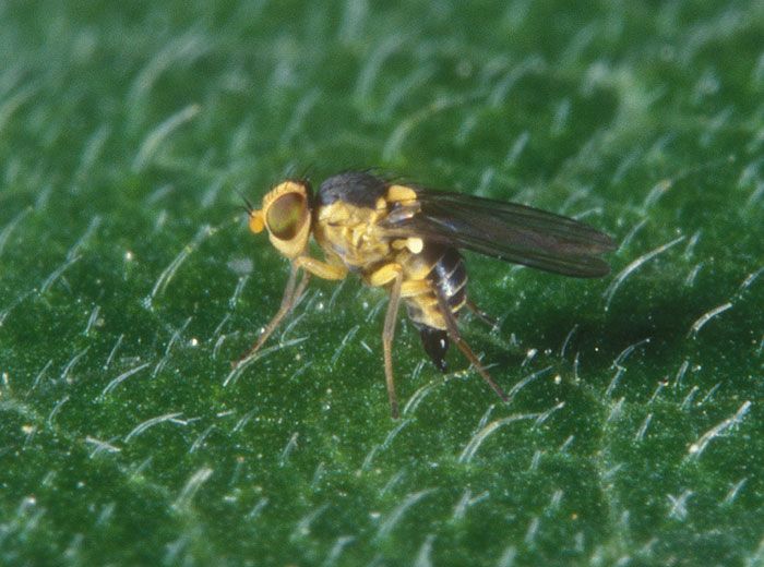 Adulte de <i>Liriomyza trifolii</i>, photo de Lyle Buss, University of Florida.