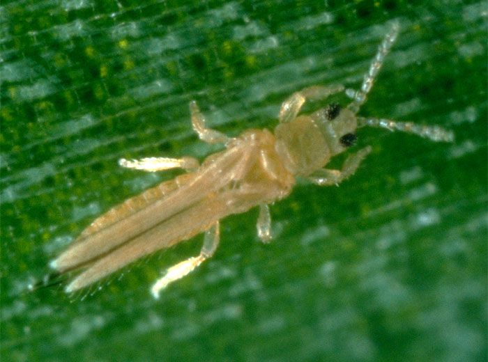 Adulte de<i>Thrips tabaci</i>. Photo du site Agroscope.