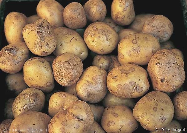 Tâches gris argenté sur tubercules de pomme de terre provoquées par le champignon agent de la gale argentée. <i><b>Helminthosporium solani</i></b>
