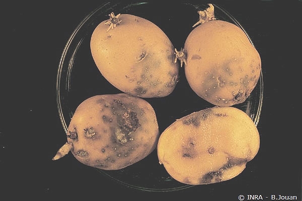 Symptômes externes de pourriture rose provoquée par <i><b>Phytophthora erythroseptica</i></b>