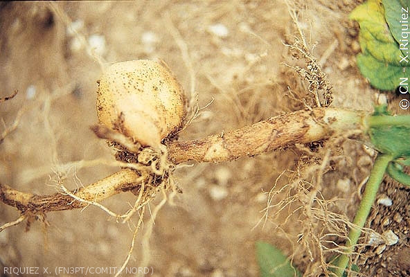 Nécroses brunes sur base de tige et stolon de pomme de terre. <i><b>Rhizoctonia solani</i></b> (rhizoctone brun)