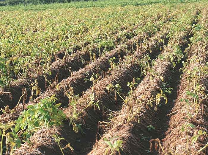 Plantes de pomme de terre présentant une maturité avancée en raison d'un sol sévèrement infecté par <i><b>Sclerotinia</i> spp.</b> (sclérotiniose)