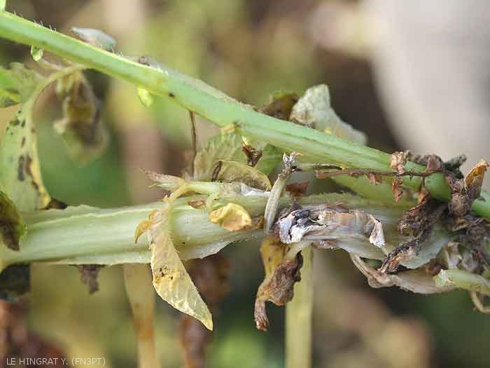 Sclérotes visibles à l'intérieur d'une tige de pomme de terre attaquée par <i><b>Sclerotinia</i> spp.</b> (sclérotiniose)