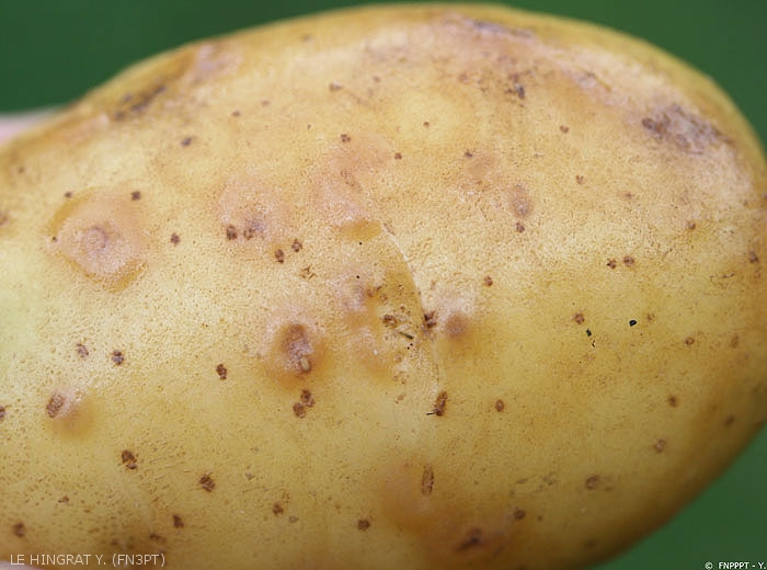 Boursouflures brunes en forme d'arcs ou anneaux provoquées par <i><b>Potato Virus Y<sup>NTN</sup></i></b> (PVY<sup>NTN</sup>, virus Y<sup>NTN</sup> de la pomme de terre) sur tubercule de pomme de terre