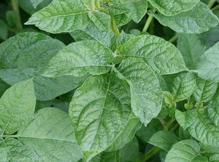 Mosaïque légère traversant les nervures et feuillage brillant sur pomme de terre infectée par <i><b>Potato Virus A</i></b> (PVA, virus A de la pomme de terre)