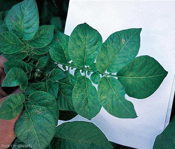 Mosaïque plane sur feuillage de pomme de terre causée par le <i><b>Potato Virus X</i></b> (PVX, virus X de la pomme de terre)