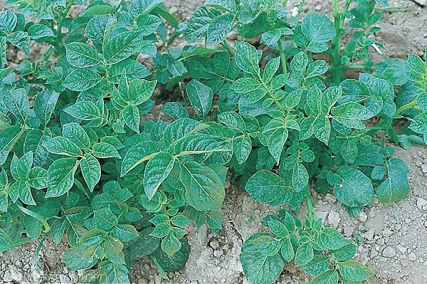 Mosaïque avec déformation foliaire sur feuillage de pomme de terre observée en infection secondaire du <i><b>Potato Virus X</i></b> (PVX, virus X de la pomme de terre) sur certaines variétés