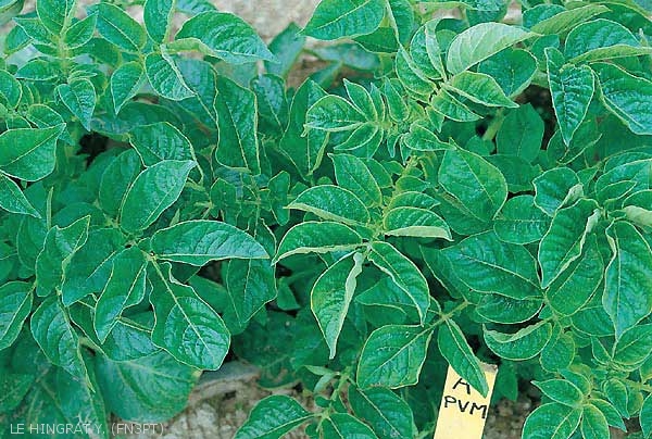 Enroulement mou en cuillère sur feuilles de pomme de terre atteintes par le <i><b>Potato Virus M</i></b> (PVM, virus M de la pomme de terre) à droite, plante saine à gauche