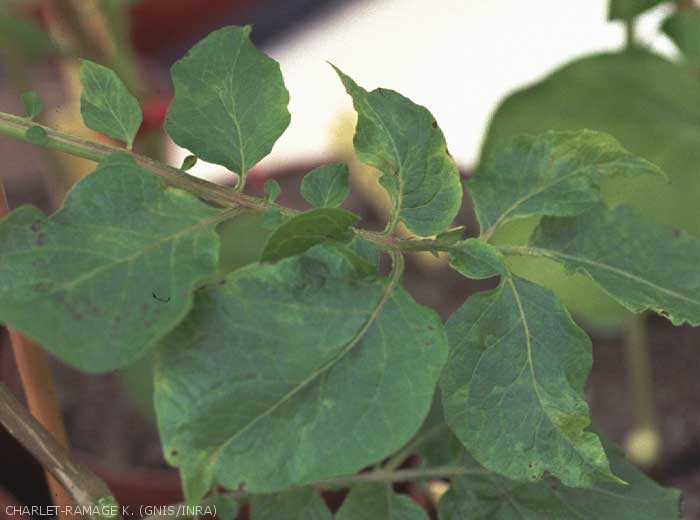 Nécroses et chloroses foliaires sur pomme de terre dues au <i><b>Tobacco Rattle Virus</i></b> (TRV, virus du rattle du tabac)