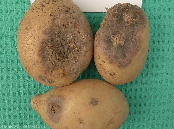 Diverse formes de nécroses superficielles sur tubercules de pomme de terre causées par le <i><b>Tobacco Necrosis Virus</i></b> (TNV, virus de la nécrose du tabac): boursouflures, taches circulaires brun-noir en dépression évoluant en pourriture et taches en étoile de type gale