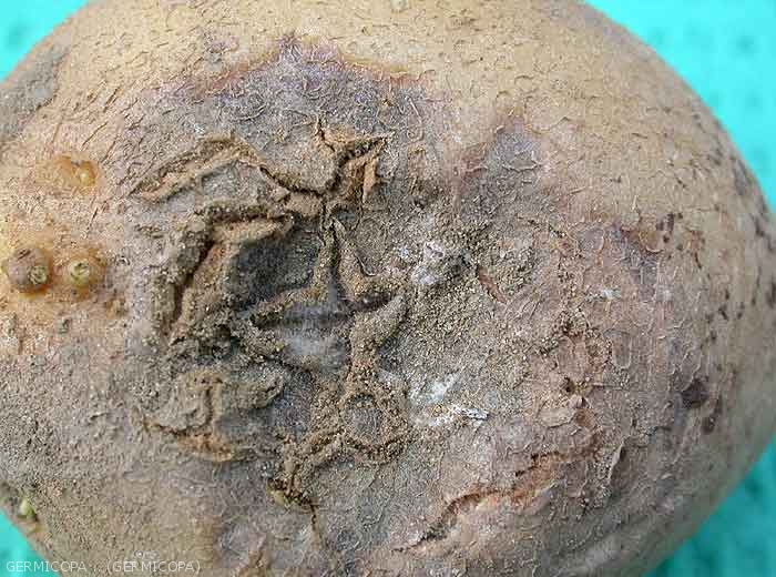 Gros plan d'une nécrose sur tubercule de pomme de terre causée par le <i><b>Tobacco Necrosis Virus</i></b> (TNV, virus de la nécrose du tabac): boursouflures, taches circulaires brun-noir en dépression évoluant en pourriture et taches en étoile de type gale