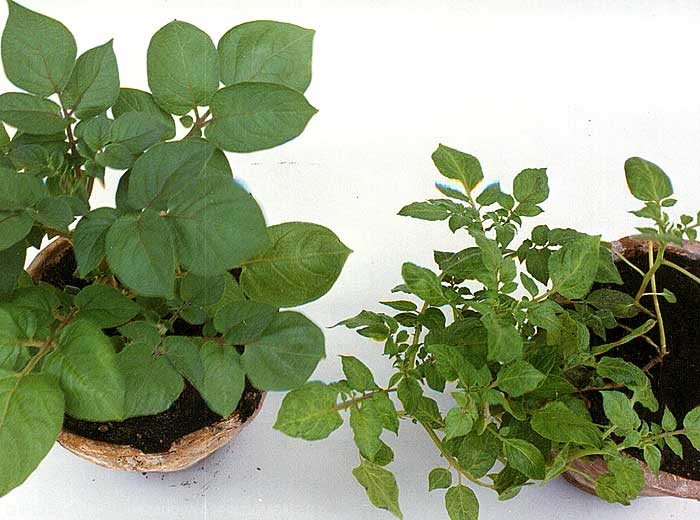 Infection secondaire par le <i><b>Cucumber Mosaic Virus</i></b> (CMV, virus de la mosaïque du concombre) sur la variété de pomme de terre Désirée : réduction de taille, feuilles réduites et déformées, mosaïque pouvant évoluer en taches jaunes (à droite), plante saine (à gauche)