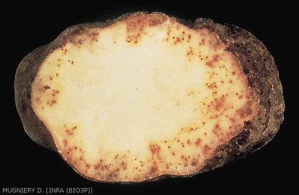 Symptômes internes sur tubercule de pomme de terre évoluant en taches nécrotiques, avec parfois comme ici des colorations intense brunes à rougeâtres. Cas de <i><b>Meloidogyne chitwoodi</i></b> (nématodes à galle) 