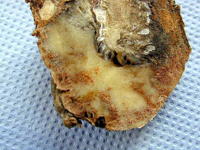 Peau de pomme de terre fissurée en décomposition (infection secondaire) causée par <b><i> Ditylenchus destructor </b></i>.
