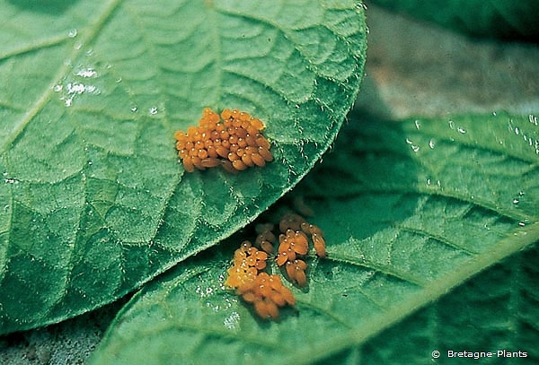 Oeufs de doryphore adulte sur face inférieure de feuillage de pomme de terre. <i><b>Leptinotarsa decemlineata</i></b>