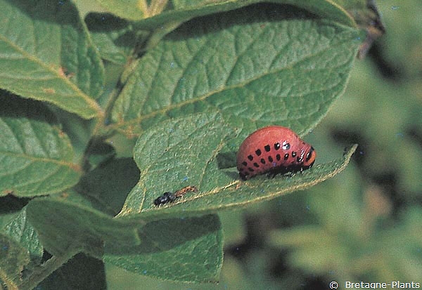 Larve de doryphore adulte se nourrissant de feuillage de pomme de terre. <i><b>Leptinotarsa decemlineata</i></b>