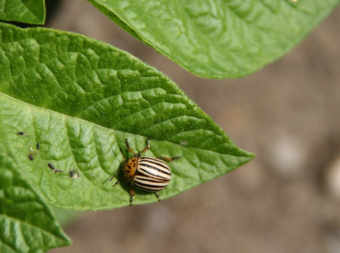 Doryphore adulte sur feuillage de pomme de terre. <i><b>Leptinotarsa decemlineata</i></b>
