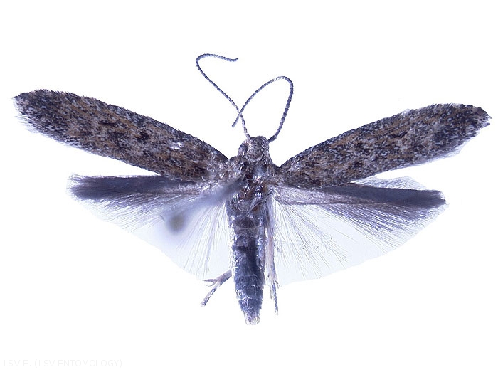 Papillon adulte. <i><b>Tuta absoluta</i></b>