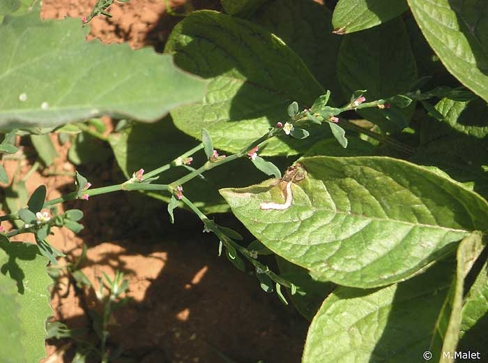 Attaque de mineuses, galerie sur feuille de pomme de terre. <i><b>Liriomyza</i></b> <b>sp.</b>