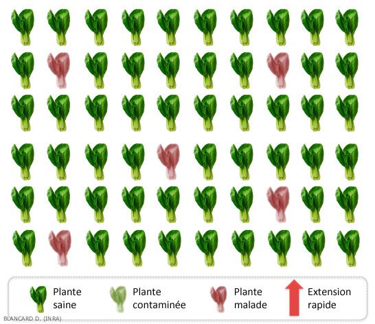 Repartition-Isolees2