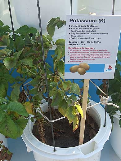 Stade avancé de carence en potassium sur pomme de terre : Gaufrage, brillance et décoloration du bord des folioles mais aussi de fortes déformations et des nécroses brunes des bordures foliaires