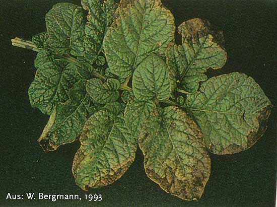 Stade avancé de carence en potassium sur une feuille de pomme de terre avec de fortes déformations foliaires, un aspect métallique (bronzing) et des nécroses brunes des bordures foliaires