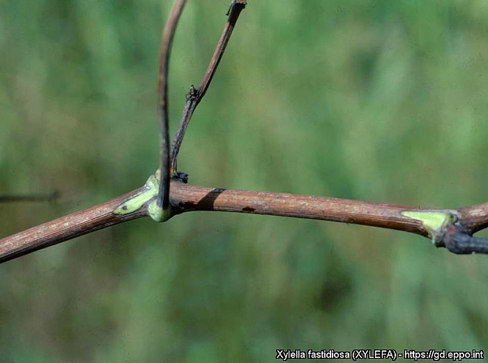  Détail de rameaux de vigne partiellement aoûtés. (<i><b>Xylella fastidiosa</i></b> - Maladie de Pierce) - Source : EPPO, M. Scortichini, Istituto Sperimentale per la Frutticoltura, Rome (IT) 