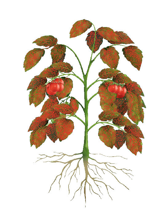 Plante-entiere
