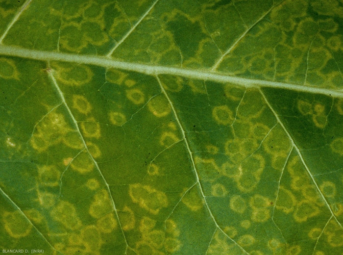 "Ring spots" : taches en anneaux chlorotiques.