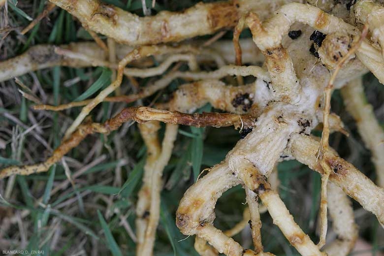 De nombreuses lésions brun orangé sont visibles sur plusieurs tronçons racinaires de courgette. Une racine est entièrement pourrie. <i>Monosporascus cannonballus</i>