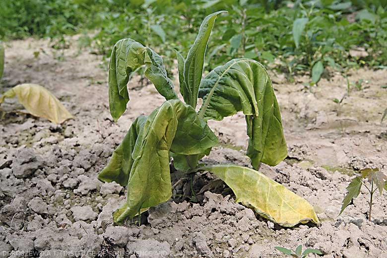 Ce pied de tabac au collet altéré s'est mis à flétrir progressivement. <i><b>Botrytis cinerea</b></i> (grey mold)
